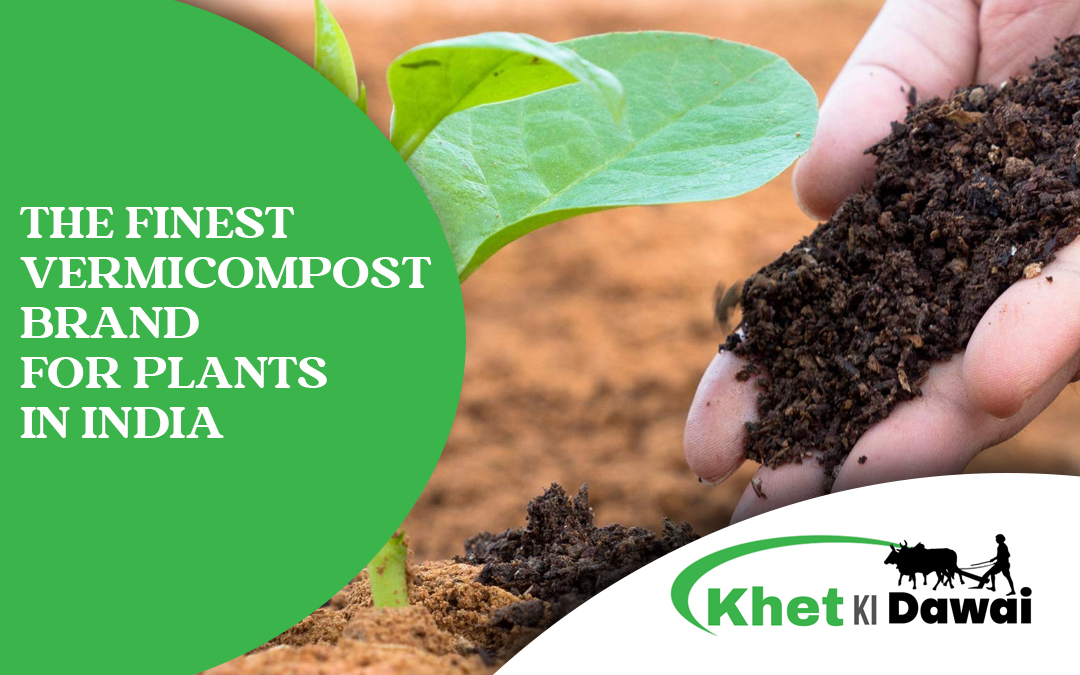 Harnessing The Power Of Vermicompost For Plants | Khet Ki Dawai